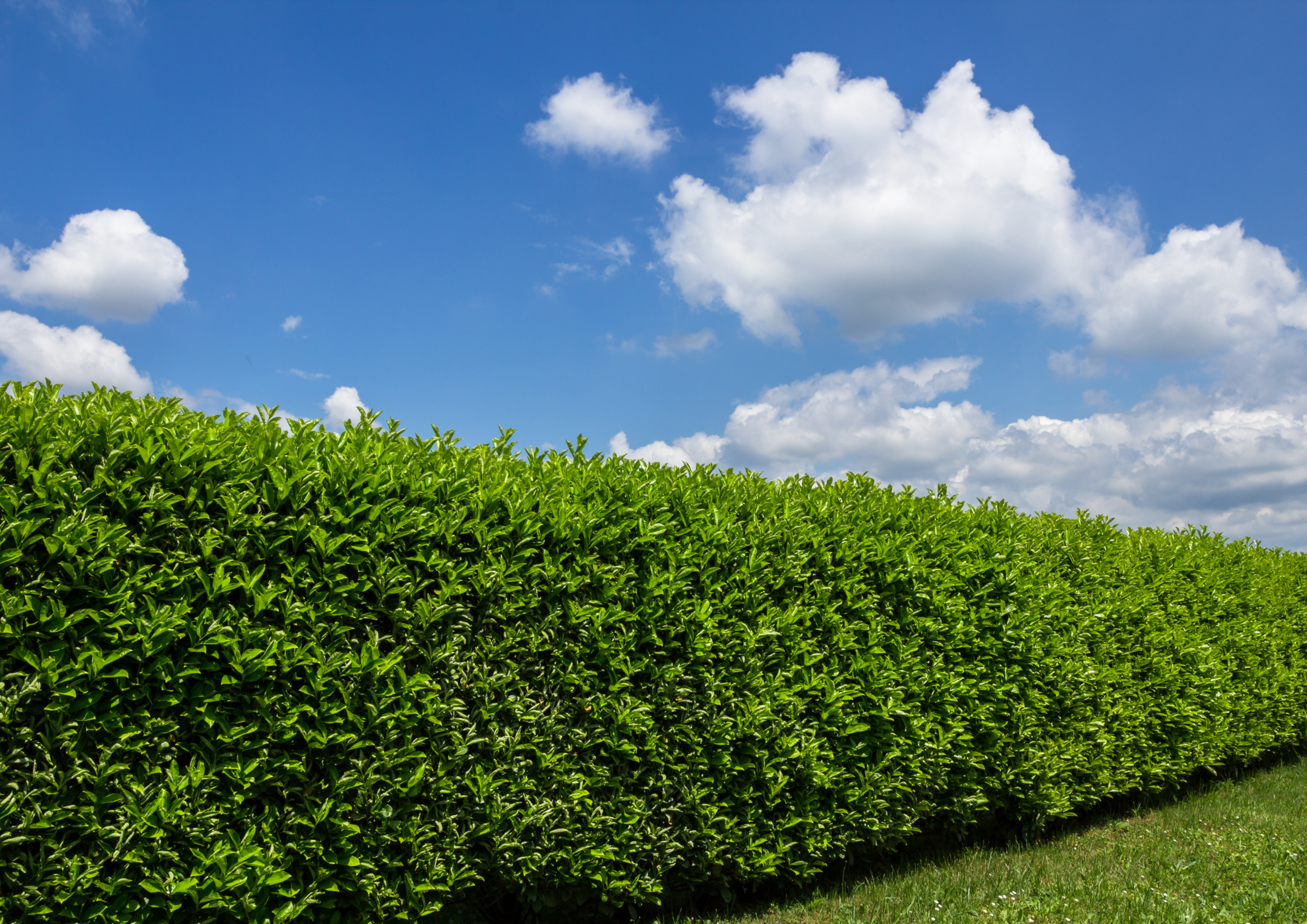Hedge cutting
