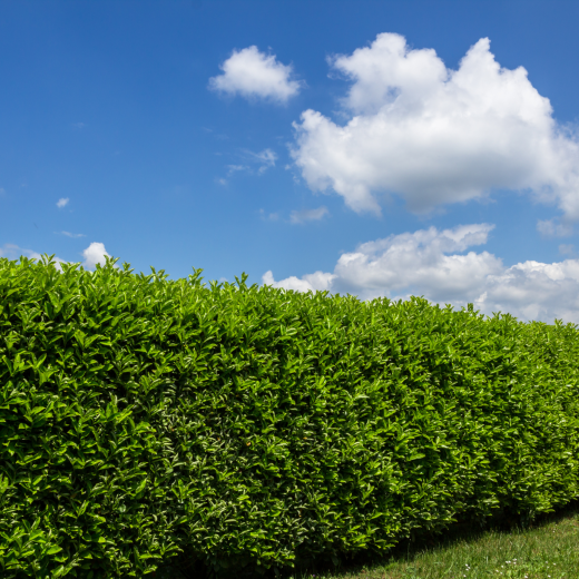 Hedge cutting