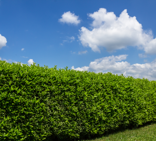 Hedge cutting
